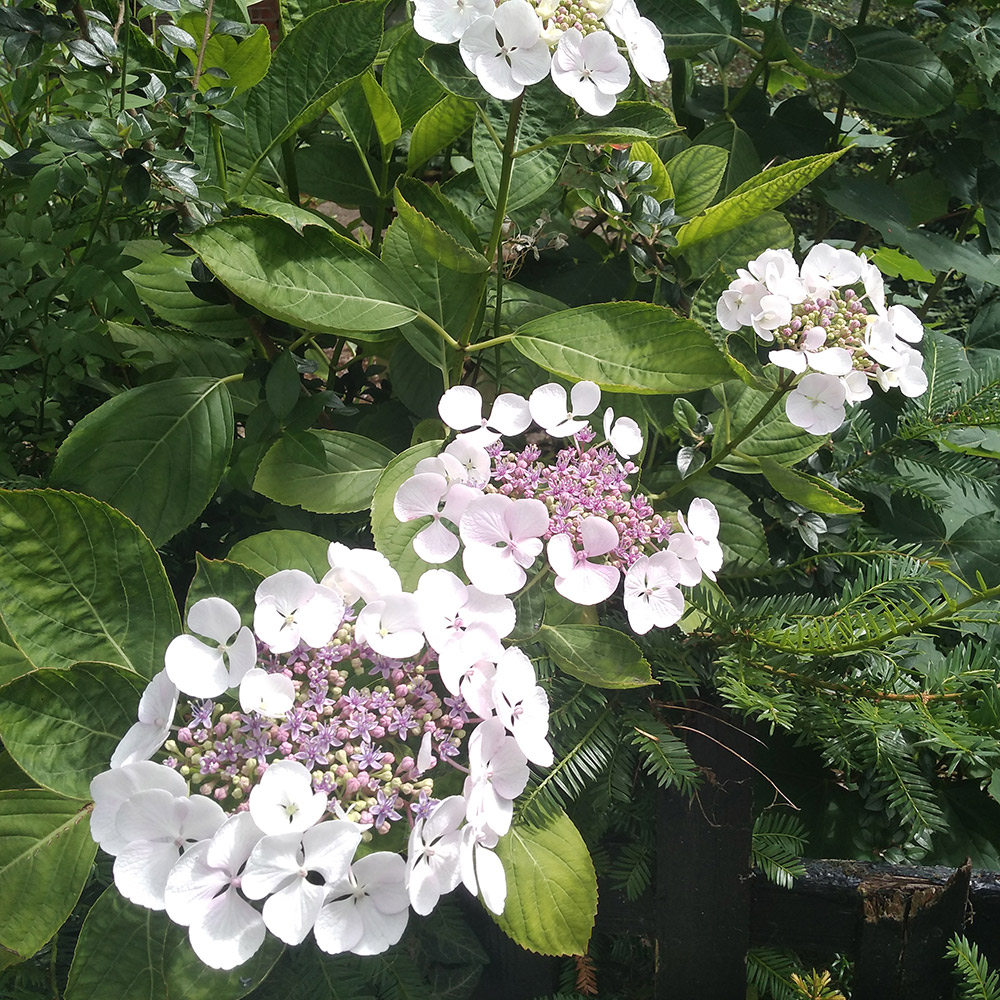 Summer hydrangeas which inspired me as I was walking past